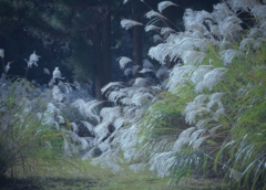 Another Autumn, Sagano, Kyoto, Japan..jpg