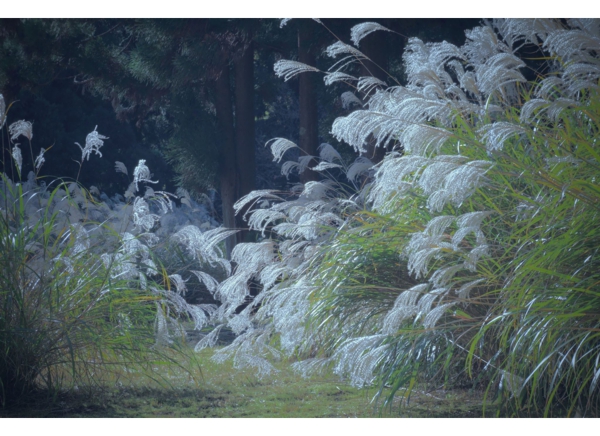 14-Another Autumn, Sagano, Kyoto, Japan..jpg