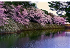 cherry blossoms in Hikone castle, Japan..jpg