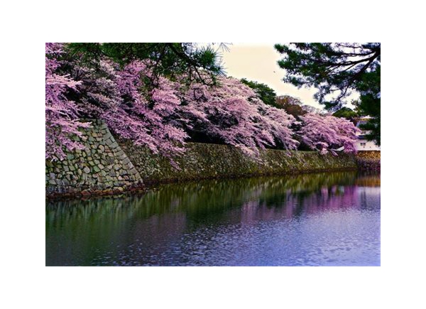 cherry blossoms in Hikone castle, Japan..jpg