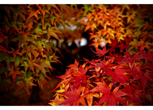 32-Fall is being over秋を惜しむ東福寺.jpg