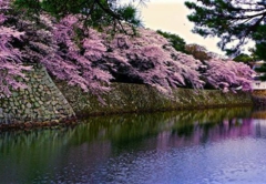 19-Cherry blossoms in Hikone castle, Japan.2.jpg