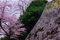 18-Cherry blossoms in Hikone castle, Japan..jpg